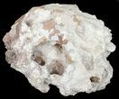 Agatized Fossil Coral Full Of Druzy Quartz - Florida #56085-1